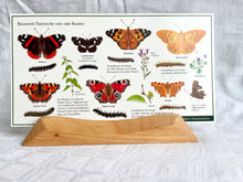 Laden Sie das Bild in den Galerie-Viewer, Natur Postkarten Set 2 / Jahreszeitentisch / Naturpostkarten / Amsel / Schmetterlinge / Fliegenpilz / Wawra / Natur